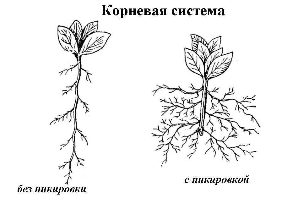 Различия в корневой системе с пикировкой и без