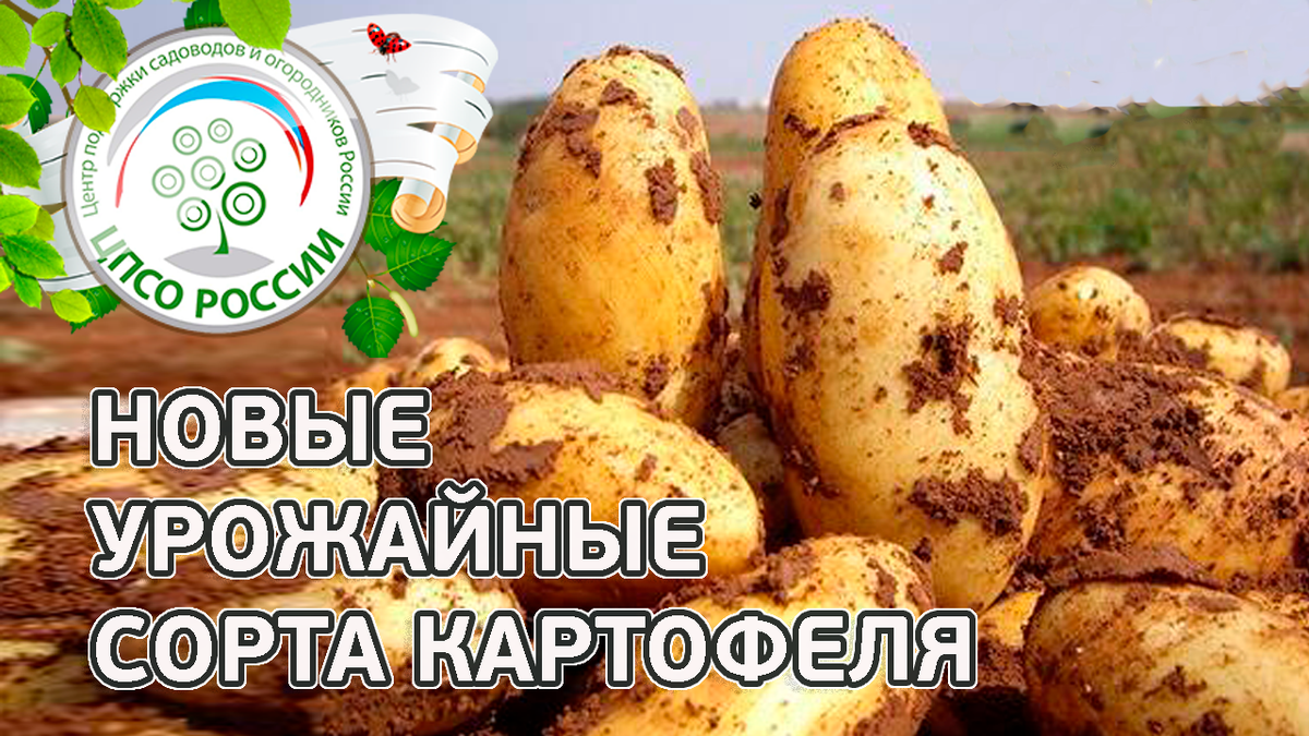 Какой картофель самый вкусный и урожайный. Самый высокоурожайный сорт картофеля. Сорт картофеля сынок. Картошка Либелла. Картофель Эстрелла.