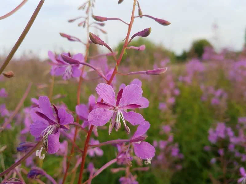 ИВАН  ЧАЙ, как он выглядит.