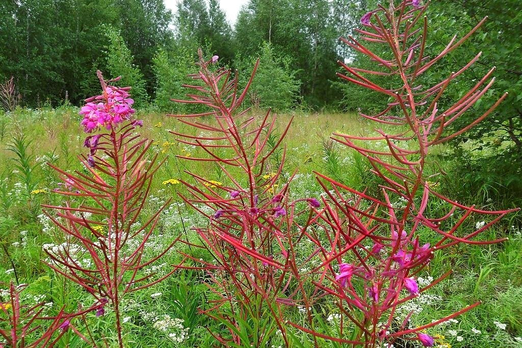 Иван-чай отцвел. Вот из этих красных палочек и делают Иван-чай по баснословной стоимости. 