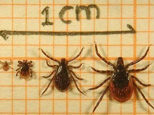 Личинка, нимфа, самец и самка иксодового клеща. Самки заметно крупнее самцов; их брюшко способно раздуваться при питании до 1 см.