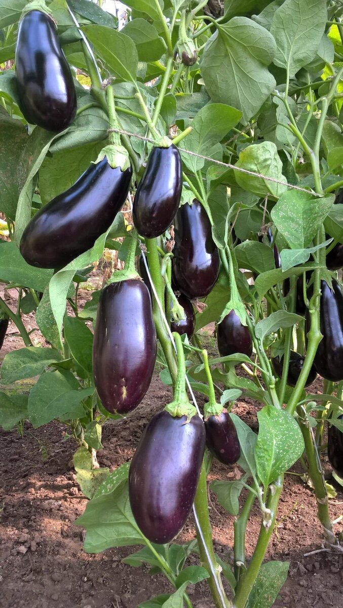 Баклажаны в теплице.