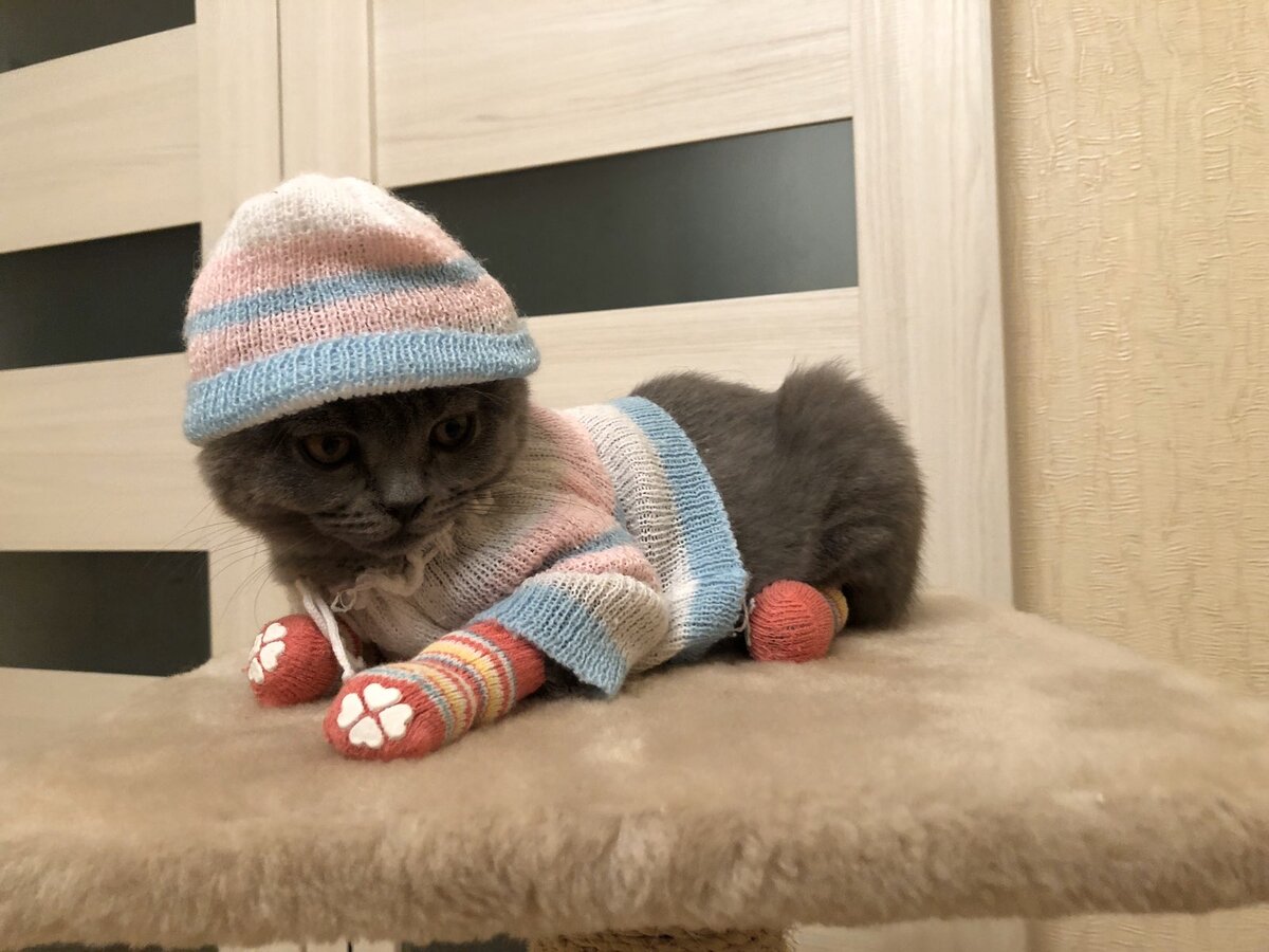 Одежда от Надежды: Как пермский фрилансер вяжет одежду для железной кошки на Компросе