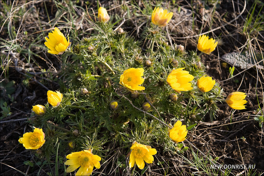 Горицвет (Adonis vernalis)