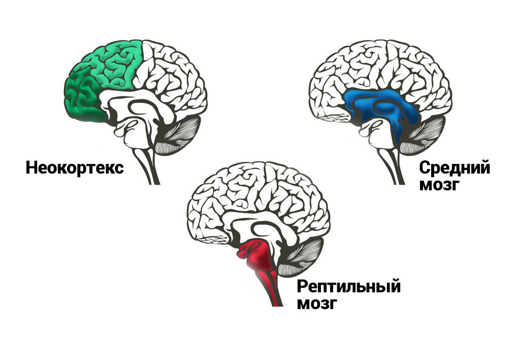 Рептильный мозг - самая древняя его часть. Она отвечает за инстинкты. И ключевой инстинкт - не тратить энергию, которая может потребоваться для спасения жизни!