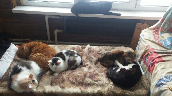 Фотография взята из группы приюта в Вконтакте "KOT57: приют бездомных животных, г.Орёл"