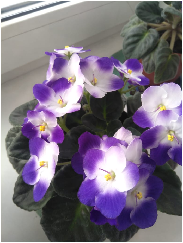 синеглазка