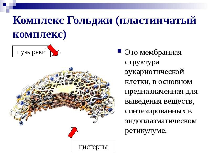 Примеры клеток с различным строением комплекса гольджи