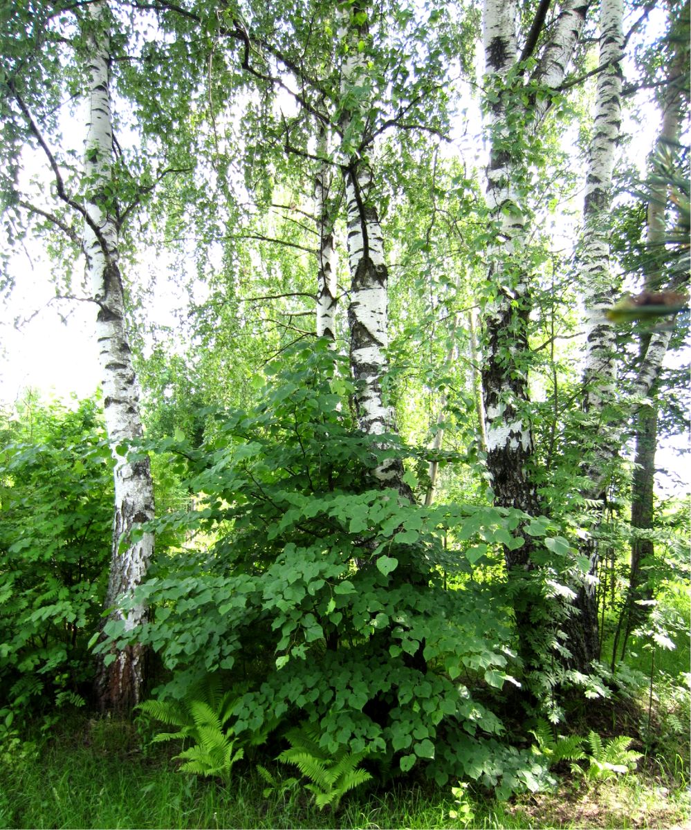 Русские берёзы...