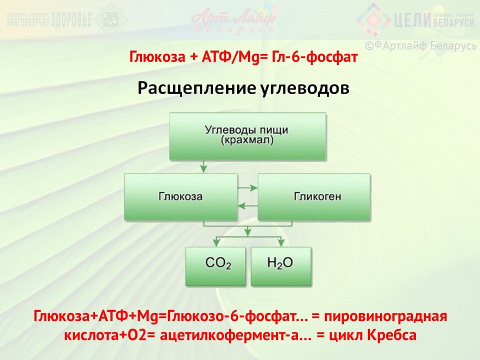 Расщепление глюкозы. Расщепление Глюкозы АТФ. Глюкоза плюс АТФ Глюкоза 6 фосфат. АТФ Глюкоза АТФ глюкозо-6-фосфат.