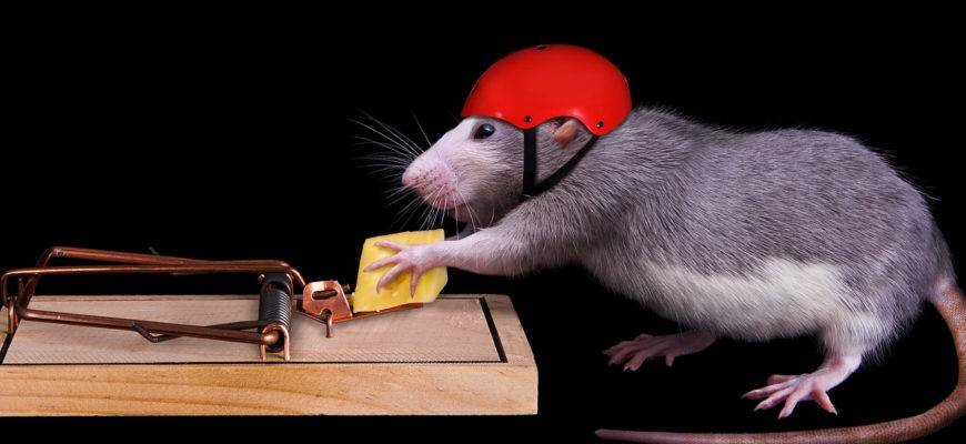 Яндекс.Картинки