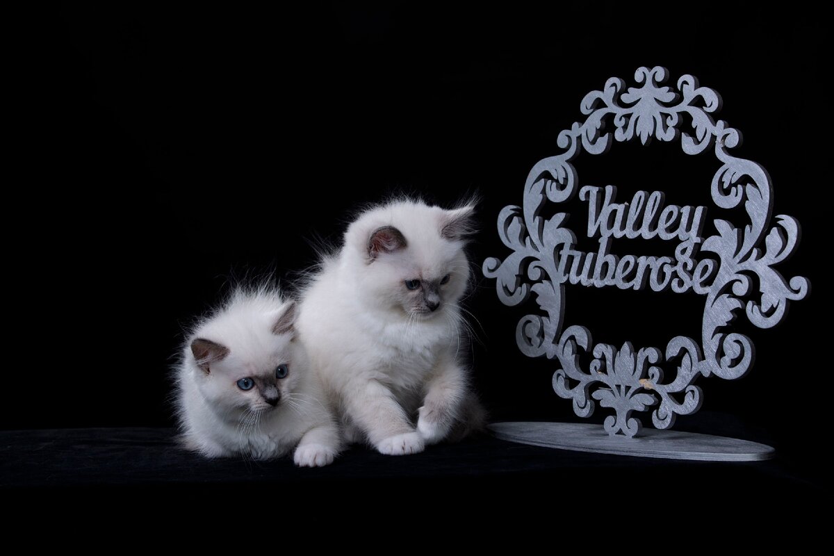 Начинала я писать про наш питомник и котят.. Я стала блогером - неожиданно для всех, в том числе - для себя)))