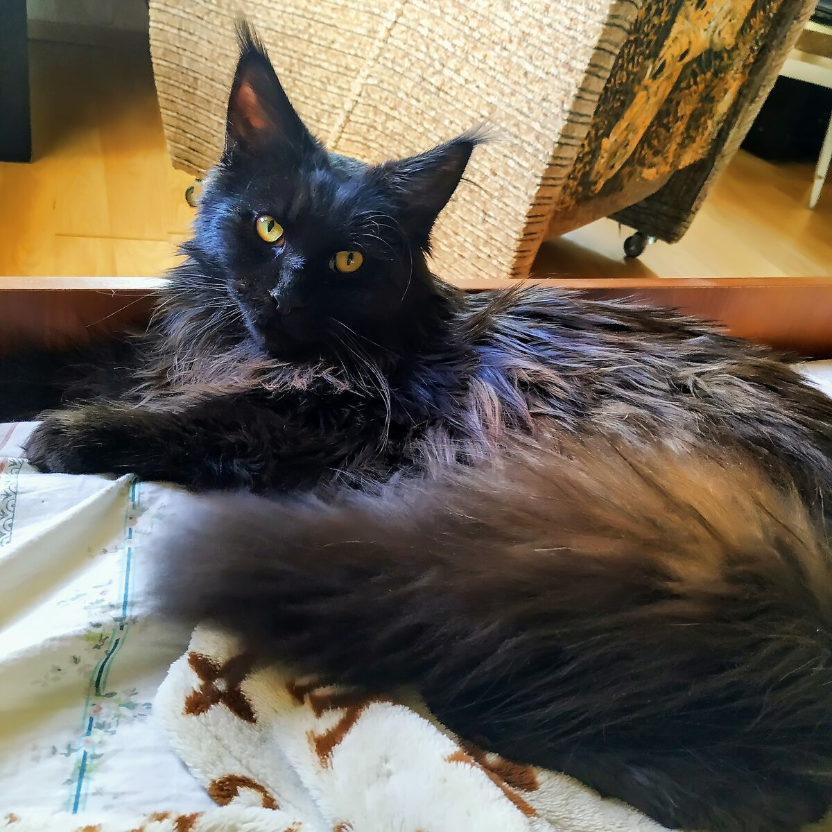 Люблю его :)