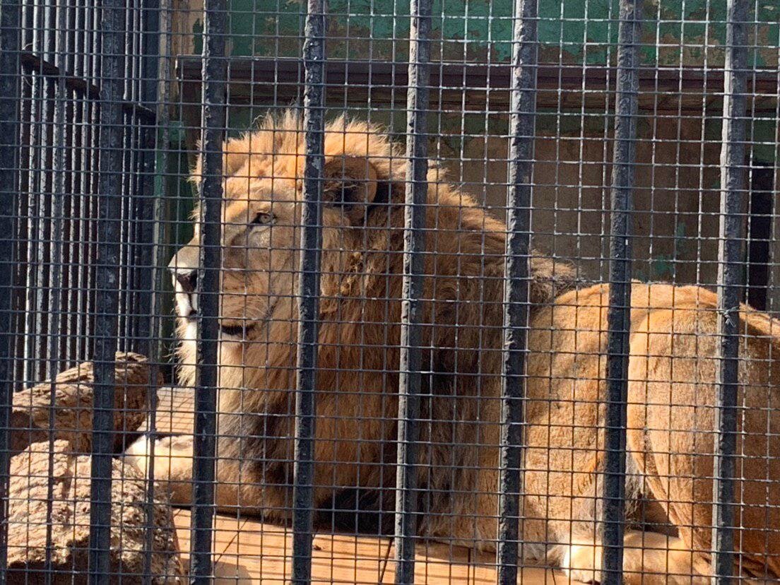 Зоопарк на горьковской ленинградский. Ленинградский зоопарк санкт-петербург. Где зоопарк в санкт петербурге. Ленинградский зоопарк александровский парк 1. Где зоопарк в санкт петербурге.