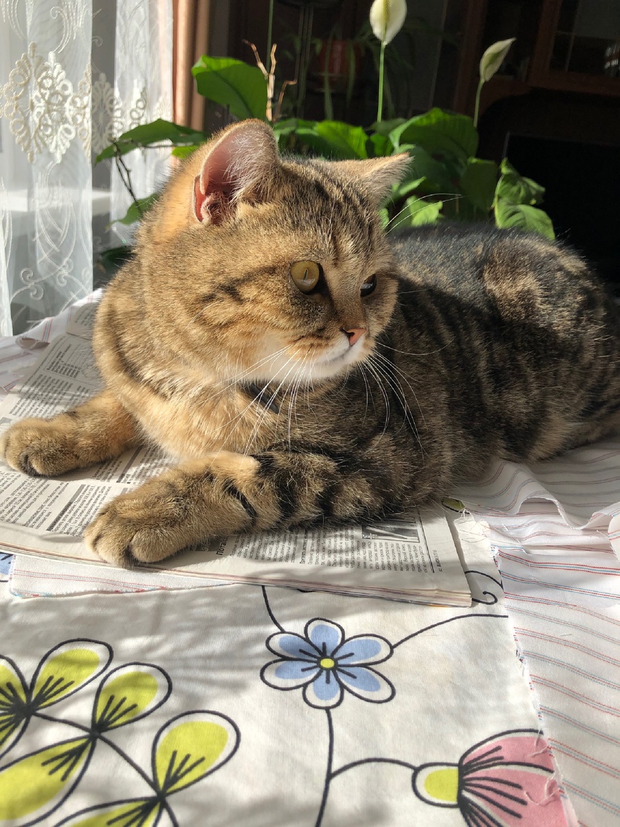 Мой любимый котей, которого пришлось отправить жить в деревню из-за наших постоянных путешествий