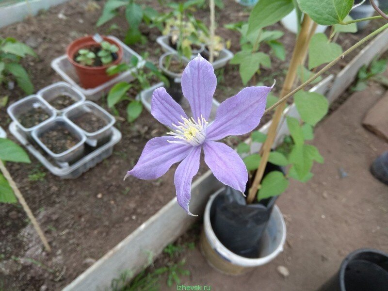 Клематис