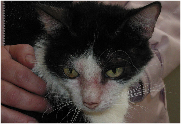 Клещи у кошек: симптомы, лечение и профилактика