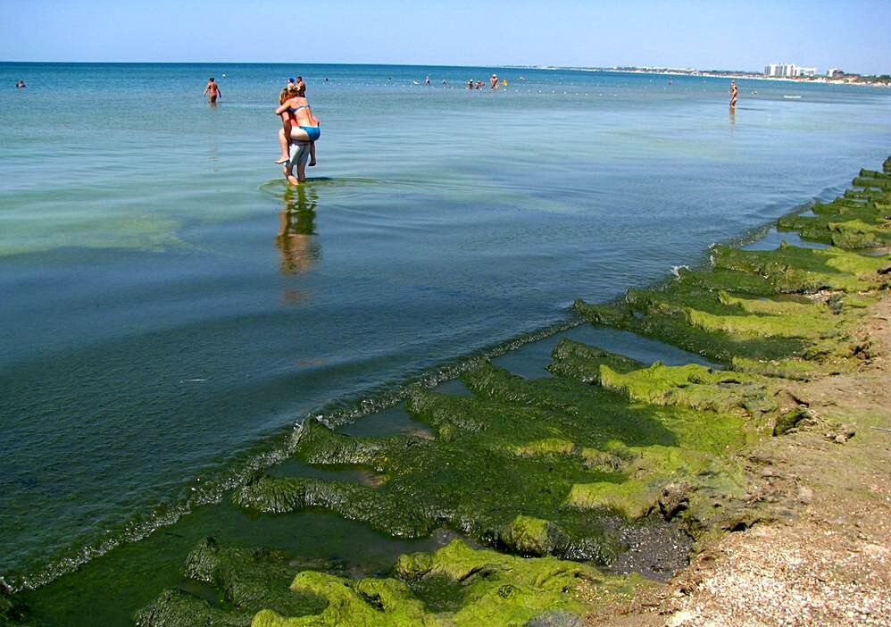 Сколько цветет море в анапе по времени. Черное море цветет Анапа. Цветение моря Витязево Анапа. Цветение водорослей в Анапе. Анапа Джемете водоросли.