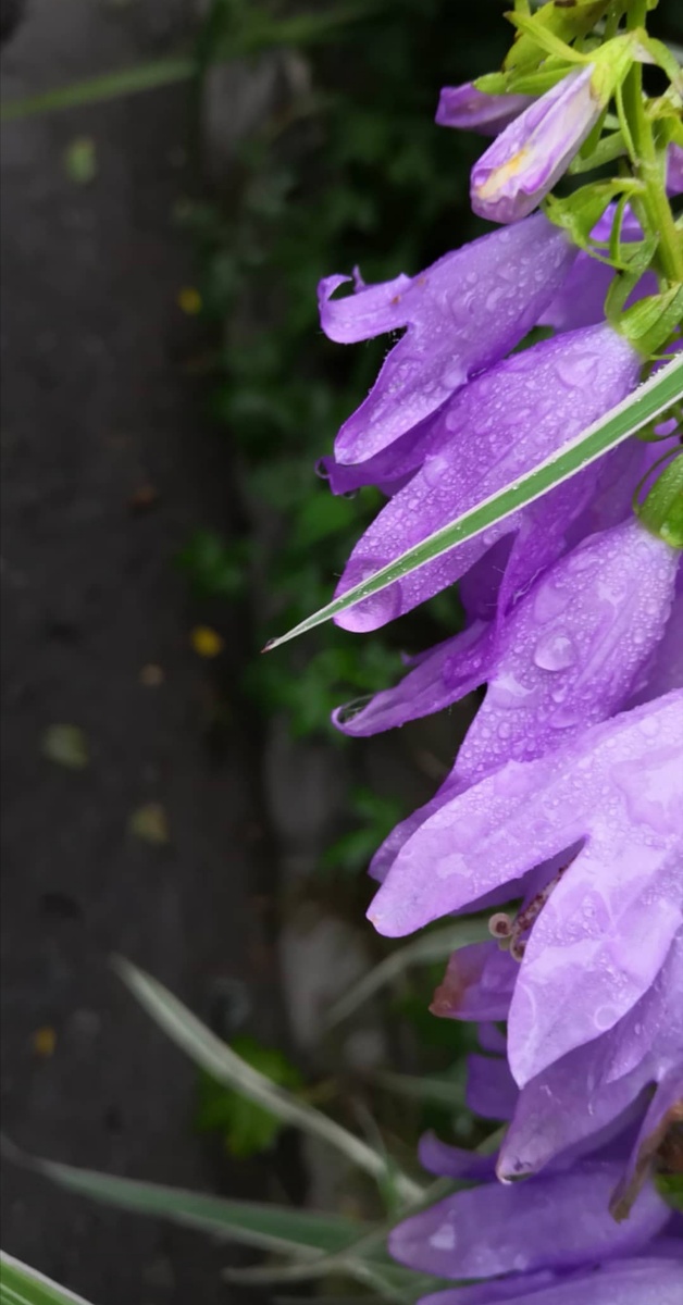 Колокольчики после дождя. Фото автора. 