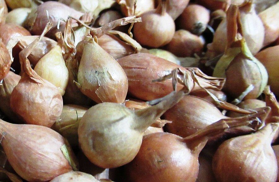 Лук дайтона f1. Луковая муха повреждения. Манас f1 лук. Мячковский 300 1,0 г. Как выглядит луковая.