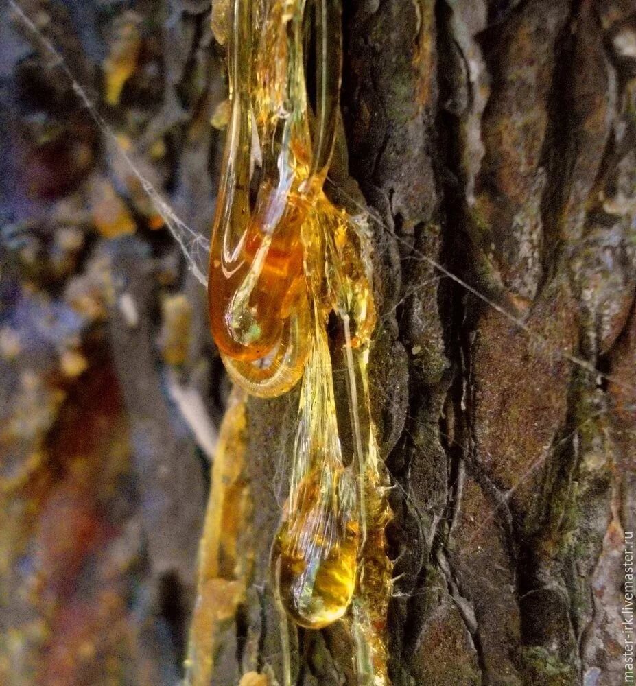 Древесная смола