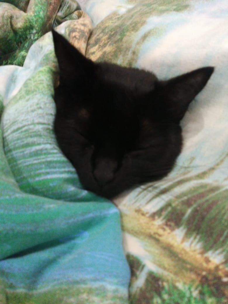 Не спите весь день как мой кот! Это на фото он такой спокойный, но бывает так когда он пробегает 3 кросса, а так же любит петь