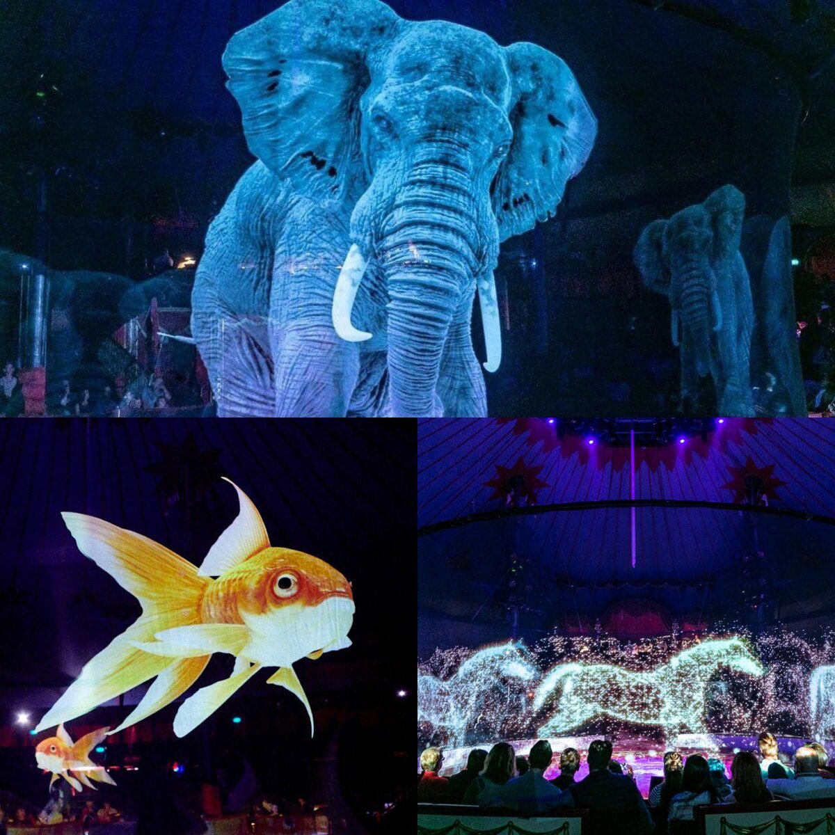 В крупнейшем в мире световом шоу задействованы голографические изображения гигантских слонов, лошадей и даже рыб.  
Цирки на протяжении долгого времени боялись отказаться от номеров с животными из-за опасений потерять выручку. Однако цирк Ронкалли доказал обратное: за год световое шоу с голограммами посетило свыше 600 тысяч зрителей.