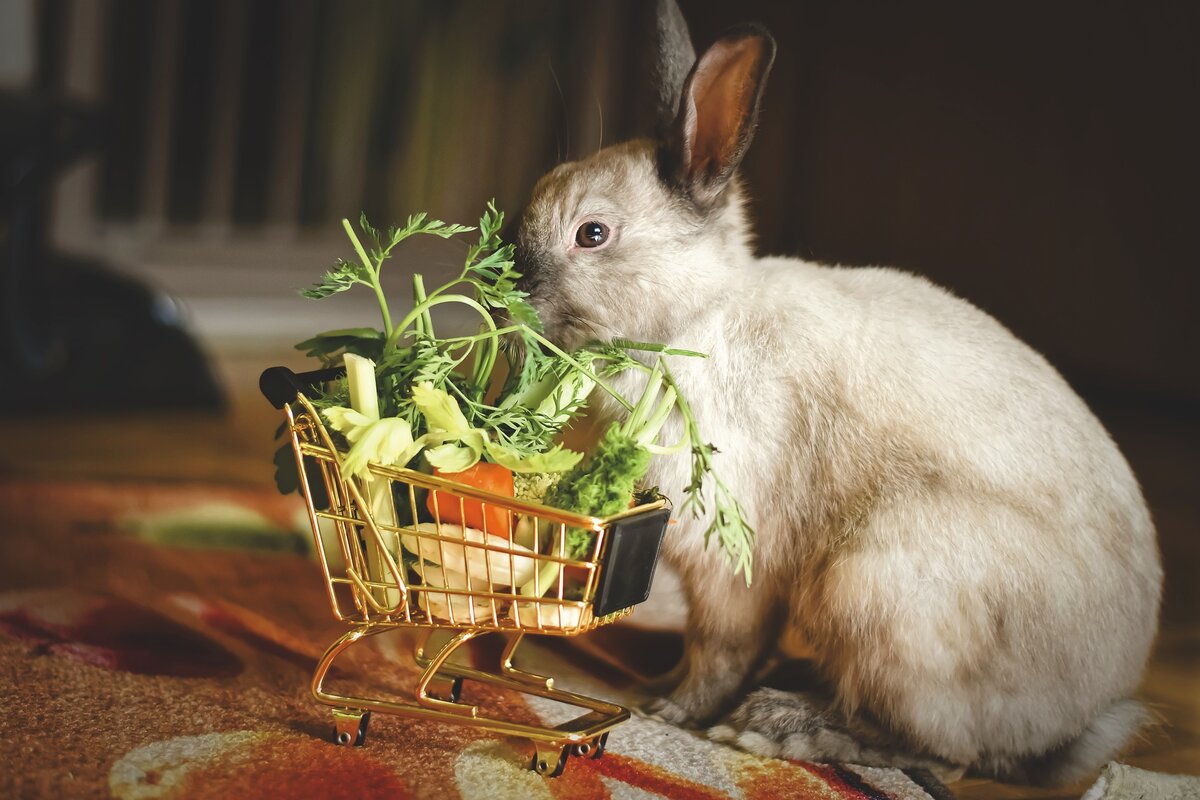 Можно ли декоративному кролику давать орехи? | ZOO CHANNEL | Дзен