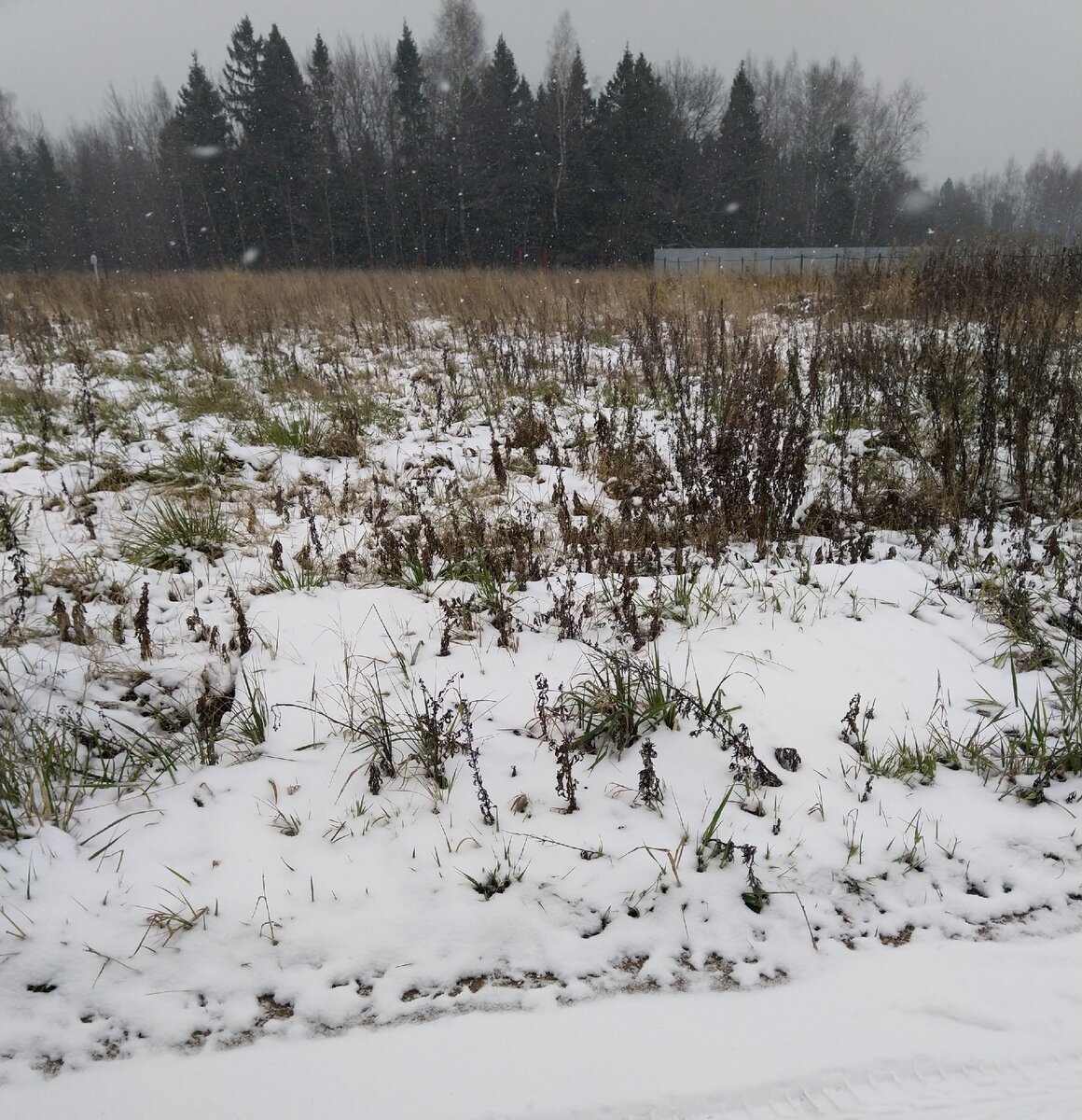 Наш участок зимой