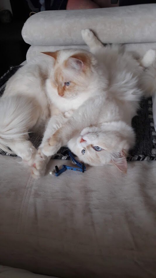 Письмо от Маришки                                                                                                                                                Дорогая моя подруженция, рассказываю тебе о моей сумасшедшей любови.
 Познакомились мы настолько не реально, что не поверить в судьбу не возможно.                     Я зашла в бар, в который вообще не планировала заходить, меня ждали совершенно в другом месте на семейный ужин, мой Дениска тоже не планировал туда заезжать, а что его туда привело до сих пор не может объяснить, вроде как помогал хозяину наладить бизнес, но в этот день заглянул без надобности.                                                                                            Наши взгляды встретились и всё...как пол ушёл из под ног.                                                                      Мы умудрились в первый же день понарассказывать друг другу много личных тайн, как на допросе. И уже через неделю носились на свидания как влюблённые школьники.                                      Я смотрела наши натальные карты, мой асцендент в одном градусе с его восходящим узлом. Марин - это кармическая встреча. Понимаешь? Ведь у меня восходящий в рыбах мне помогать надо кому то. А он такой весь огромный, такой ярко выраженный Лев, а со здоровьем у него полнейшая ж-па, и ничего ему не надо было до нашей встречи, дом - работа, работа - дом. А сейчас ну такие кайфушечки, он и здоровьем занялся и цигун со мной практикует. И вообще задумался о смысле жизни.
Вот в чем смысл, Марин? Давай смотреть на гороскоп, какая главная планета?  Наше светило - Солнце. Правильно? Это наш дух, наше творческое начало, центр нашей системы планетарной и астрологической. Управляет оно каким знаком? Львом, пятый дом  - это про любовь. А если с обратной стороны  смотреть на Любовь? В эфиопском значении это «леб» — «сердце», ивритский корень Л-В-В имеет значение, связанное с «симпатией», «исходящей из сердца», «лев»,«левав» . А теперь что в православие - «Кто не любит, тот не познал Бога, потому что Бог и есть любовь», что к нашим древним язычникам поклоняющимся богу Ра, то бишь Солнцу и приходим к выводу что божественный замысел, в познании любви, как ни крути. Т.е.  - Солнце=Любовь=Бог
Вот и в нашем с  тобой астрологическом смысле, самое важное это жить в ладу со своим гороскопическим Солнышком, чтобы идти по своему предназначению, тогда и смысл в жизни будет, и любовь придёт, а с ней и все блага человеческие.
Что ещё про гороскоп...  Во время нашей встречи транзитный Уран встал на мою Венеру, которая в соединении с Сатурном, и перевернул весь мой внутренний мир к чей-то бабушке. Я не хочу больше свободы придуманной, я ощущаю полную свободу окунувшись в наши чувства, от меня несёт феромонами за километр, и мой косметолог подозревает меня в измене ей и пытает какими процедурами я омолаживаю свою счастливую мордашку.  Я умудрилась перед самой изоляцией смотаться на Алтай. Марин, какая там природа, какие люди, а главное какая силища там, это покруче Тибета будет, для тех,  кто в теме. Я познакомилась с шаманами и приняла на веру наше единство с природой, с миром. Без тех чувств, которые мне подарил Денис, я бы так и торчала в Москве, занималась недвижимостью и прозябала в своих меркантильных интересах.
Конечно не все так волшебно оказалось потом. Но про трудности, я расскажу тебе завтра.
Продолжение следует...