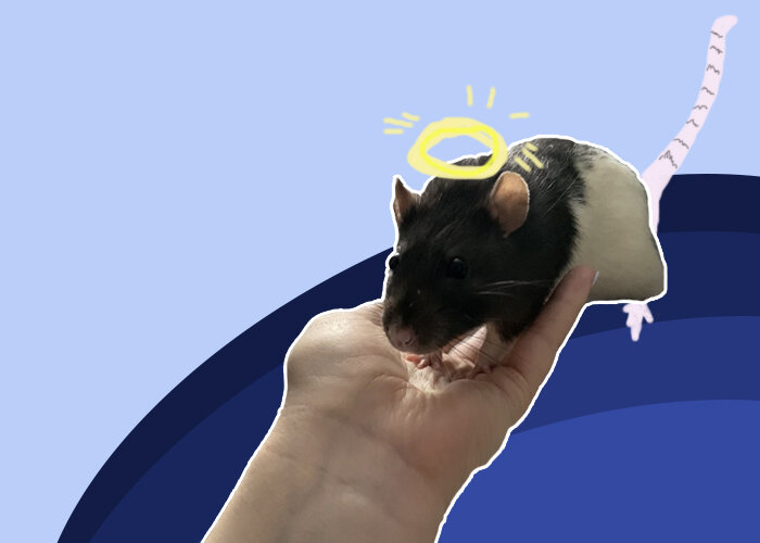 Коржик. Иллюстрация создана авторами канала "Кракен постит"