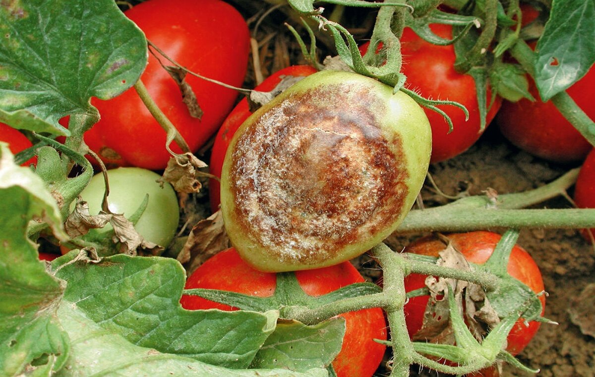 Чем брызгать томаты от фитофторы без применения вредных химикатов.