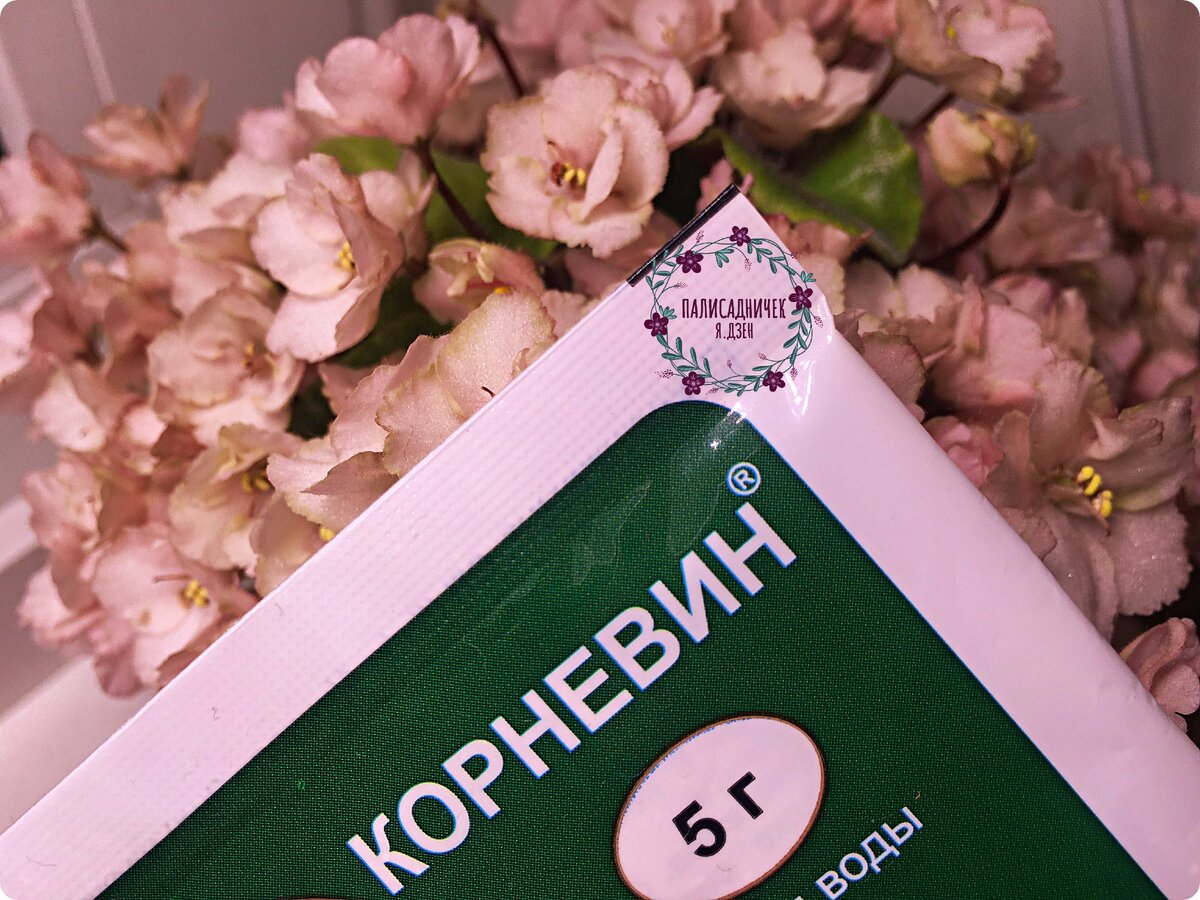 У меня корневин есть, но фиалки об этом даже не догадываются. Ни одна из них до сегодняшнего вечера никогда его не видела. 