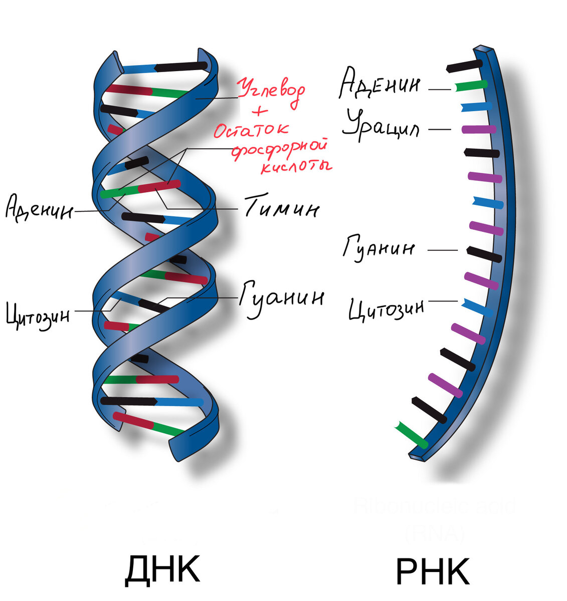 Молекула ДНК