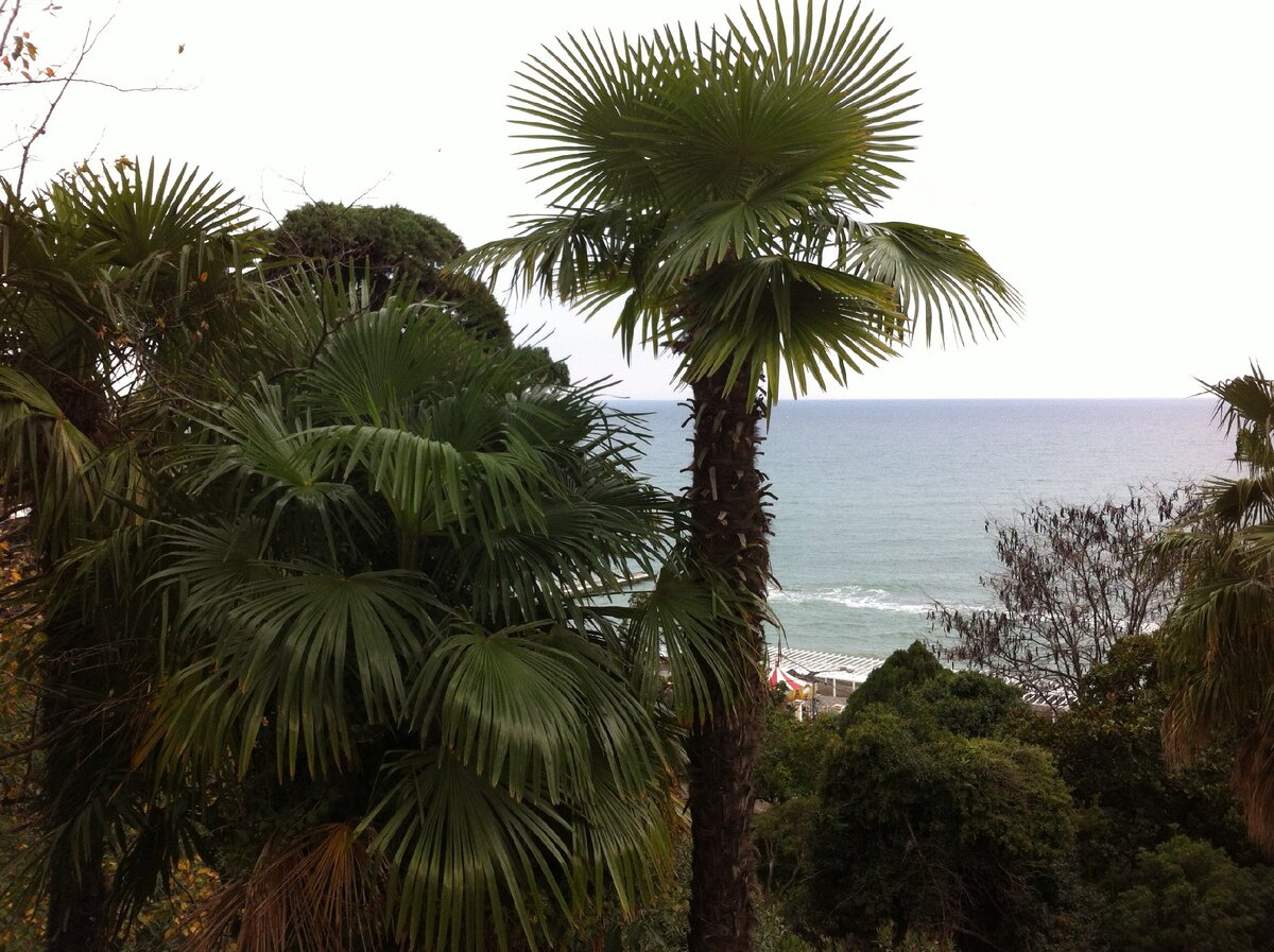 Сочи в ноябре