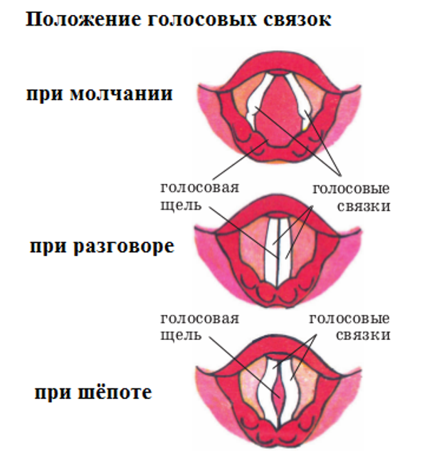 Схема пения чтобы не допустить ларингита