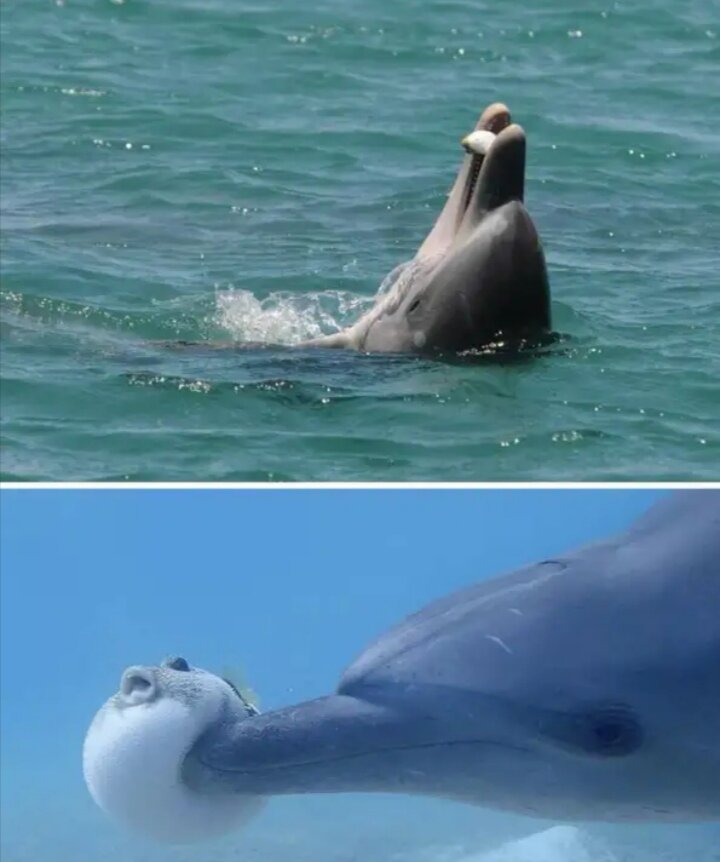 А уже в 2014 году BBC сделали документальный фильм «Дельфины: шпион в стае», в данном фильме, феномен "пьяных" дельфинов впервые был пойман в объектив камеры.