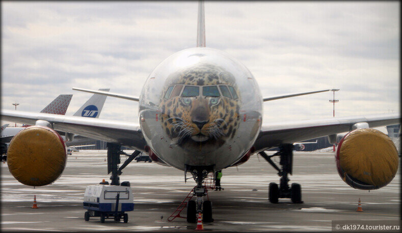 Возможно, вы слышали про "Тигролет" (Boeing 747 (EI-XLD) авиакомпании "Россия"), но увидеть его вблизи всё еще большая удача. Фото: © dk1974