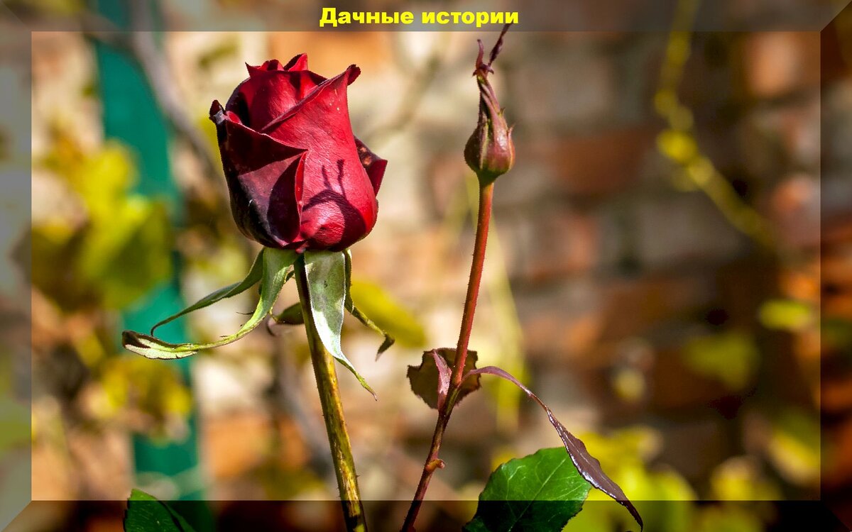 https://vk.com/photo-159774511_457244533