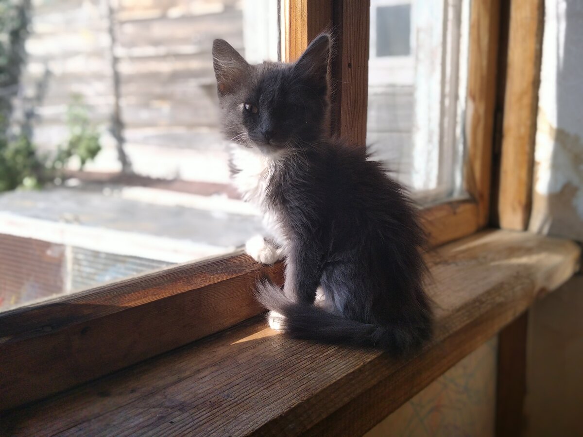 Кошка Пышка (она же Пушок). 