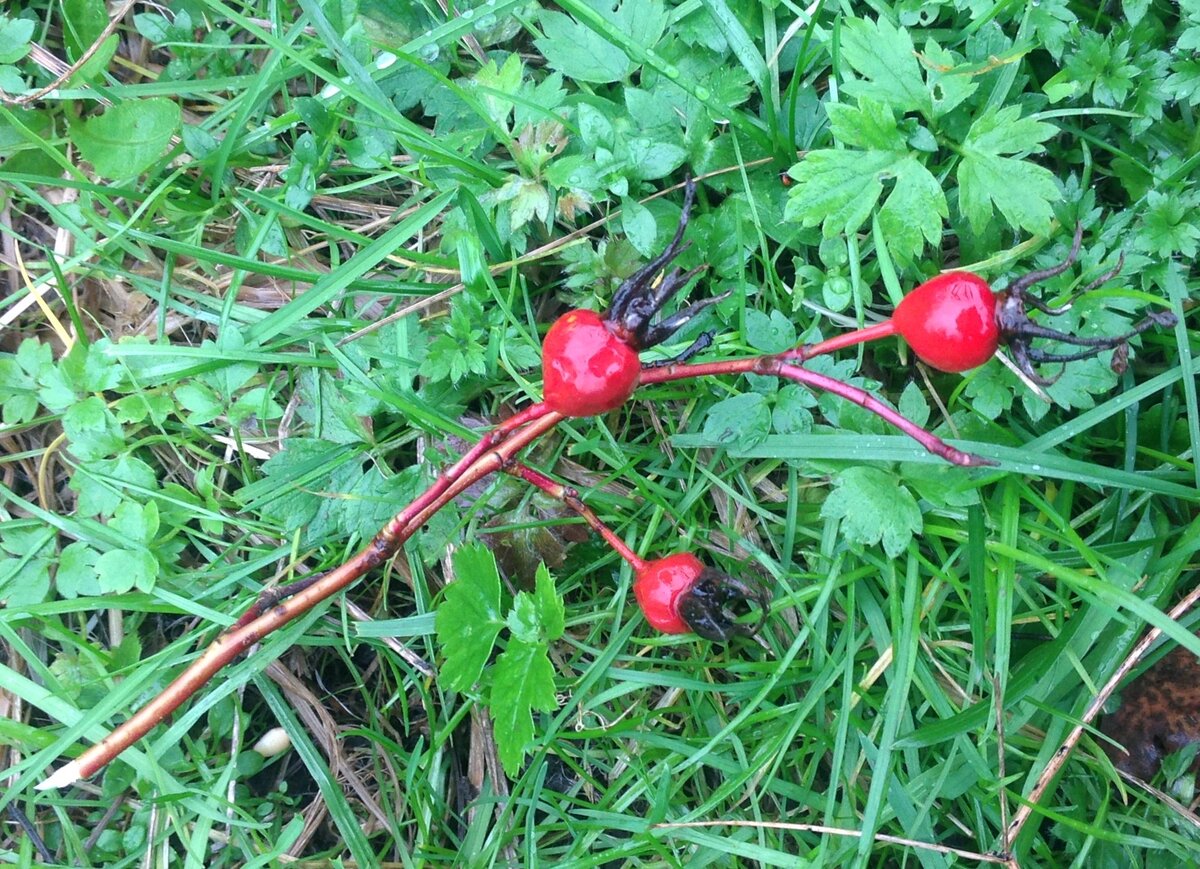 Шиповник поздней сенью