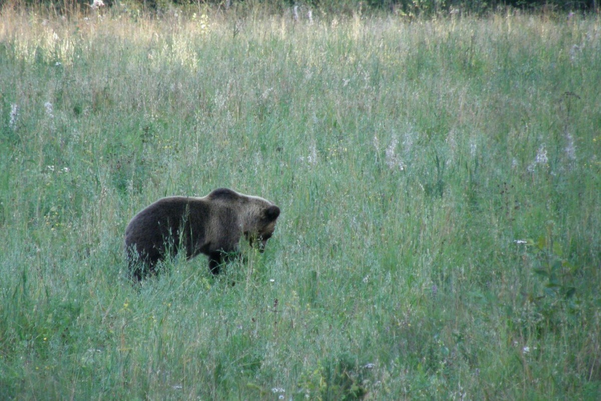 Фото взято из свободного источника. 