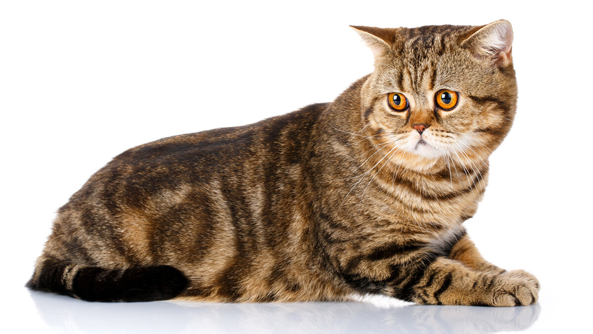 Шотландская прямоухая кошка: всё о породе | Bookipet | Дзен