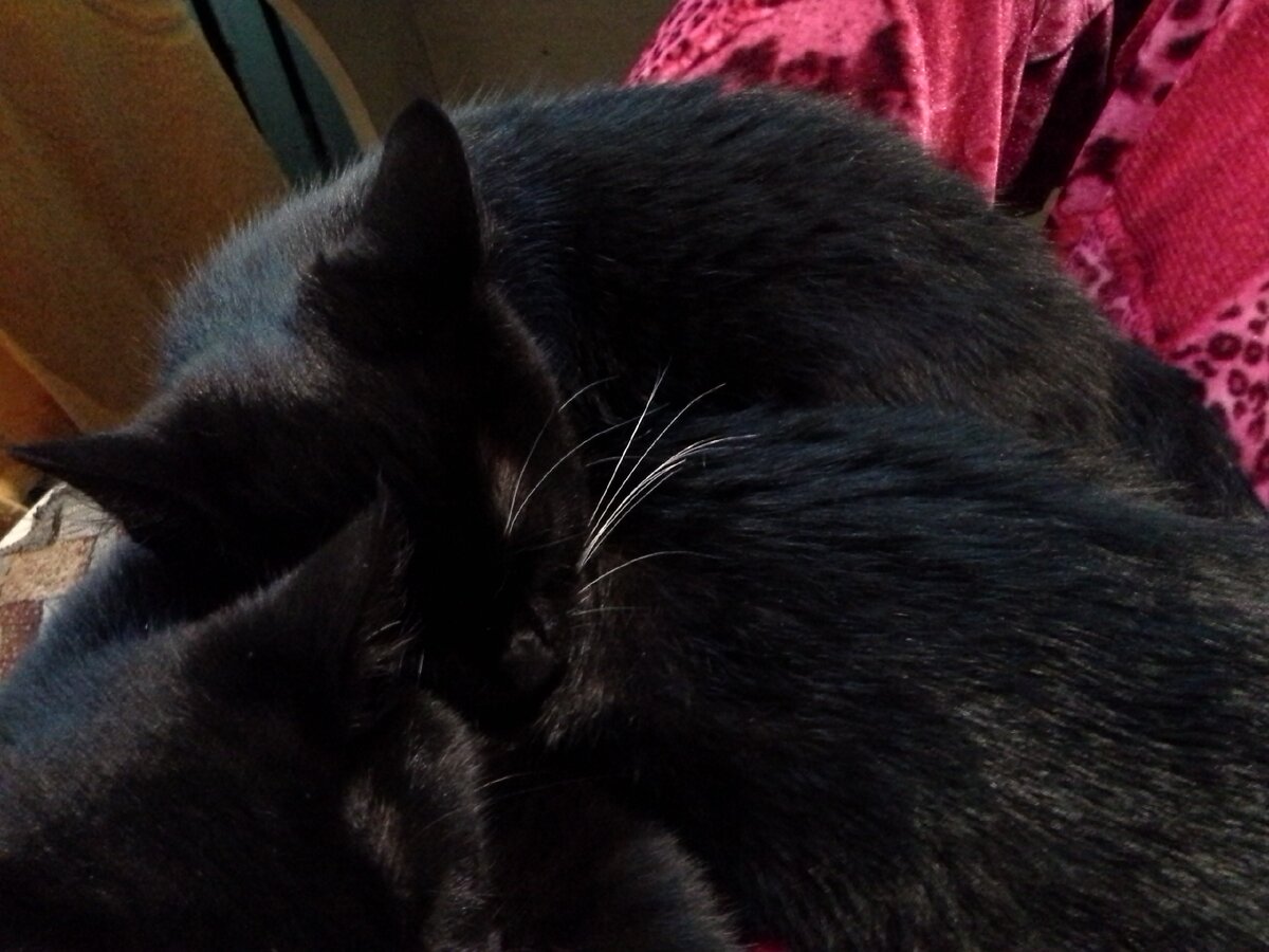 А еще они очень любят спать на руках.