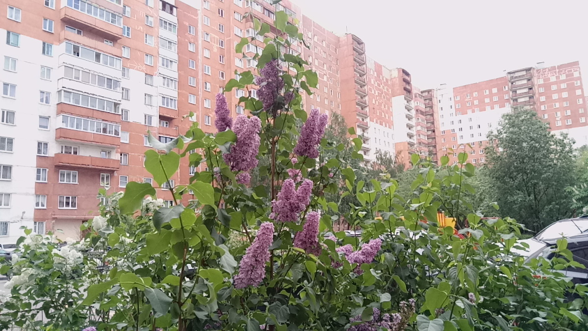 Самый любимый питерский цветок. Сирень . Ее сажают везде и на Марсовом поле и во дворах.