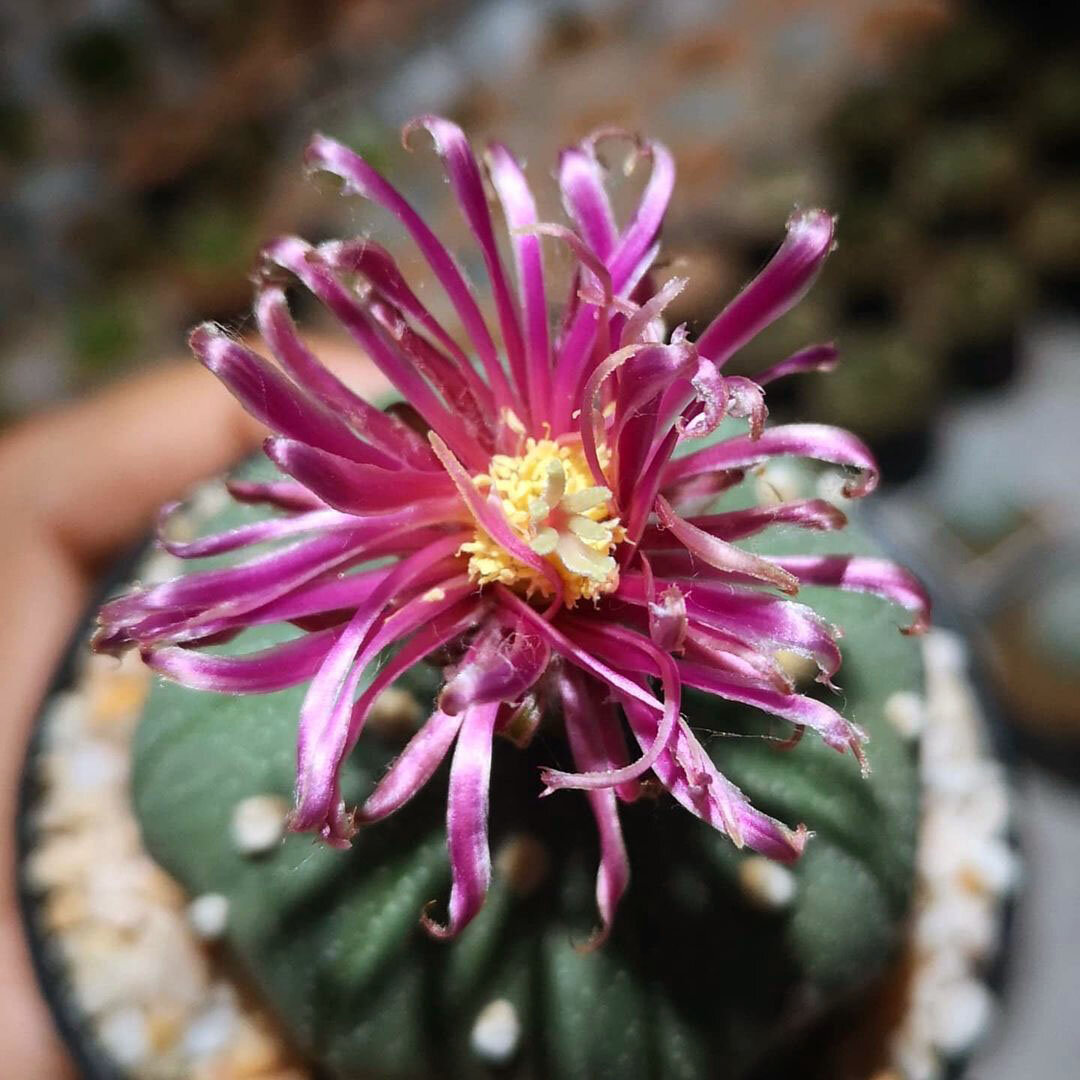 Всё, что вы хотели знать о цветении суккулентов | Кактусач | Дзен