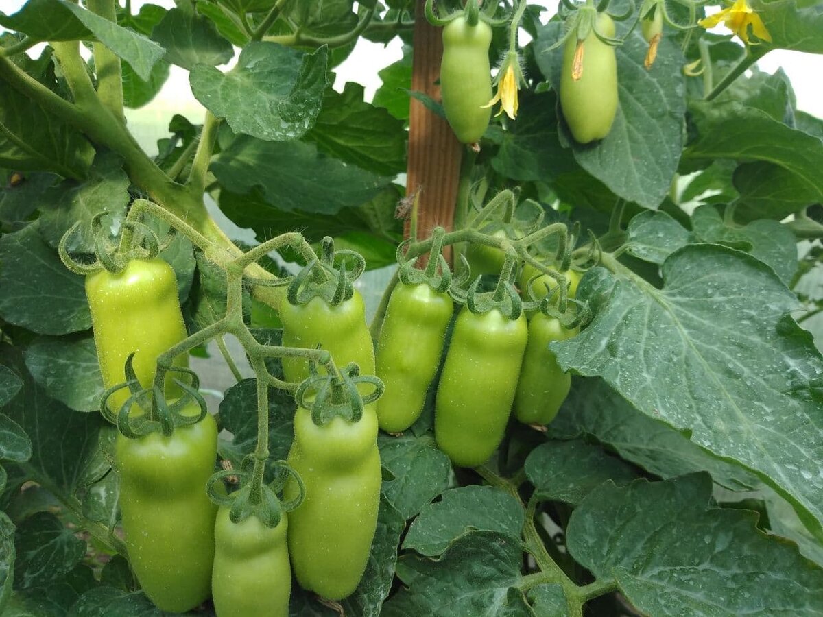 Сорт "Жиголо" в моей теплице