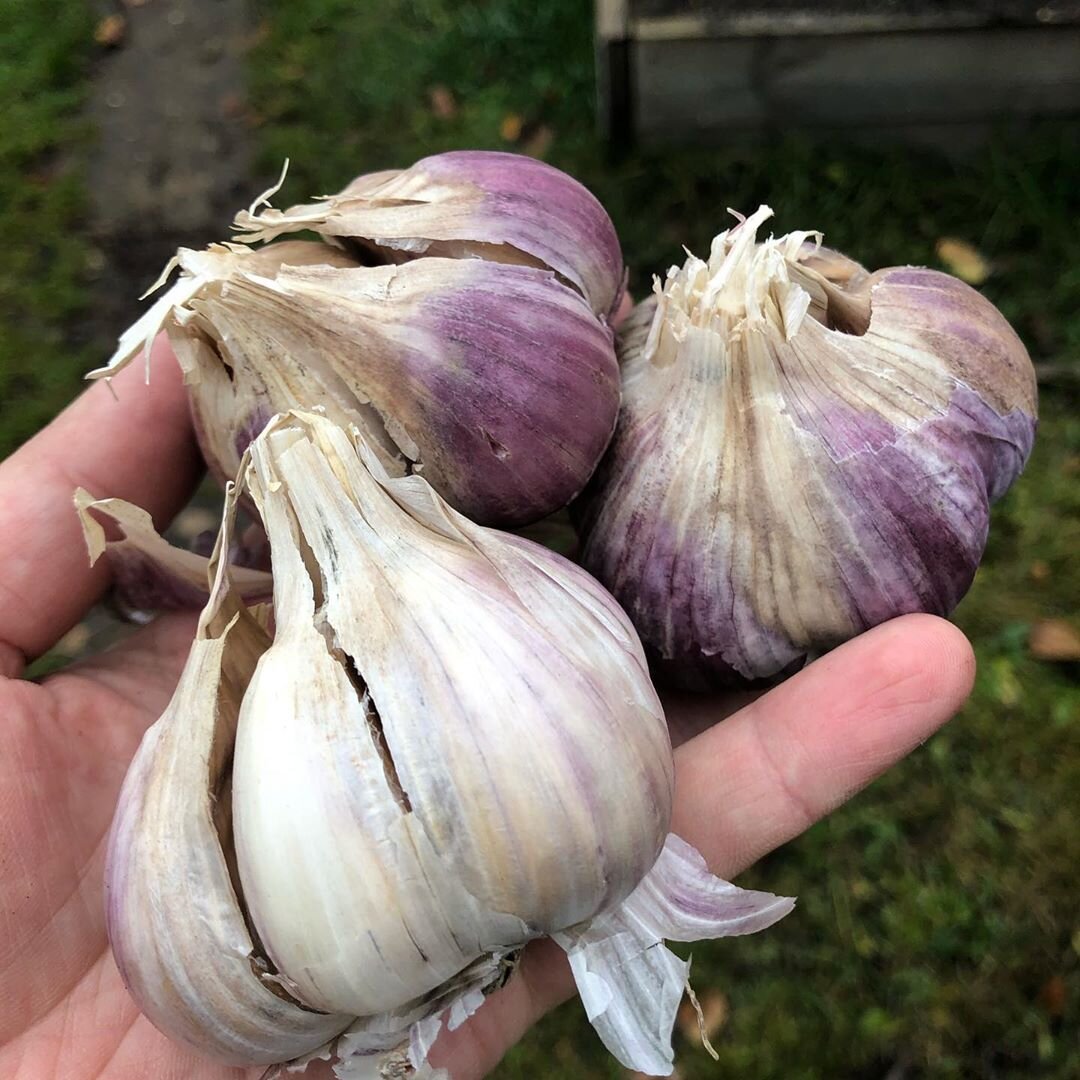 Для подкормки нужны обычный чеснок и вода (фото автора)