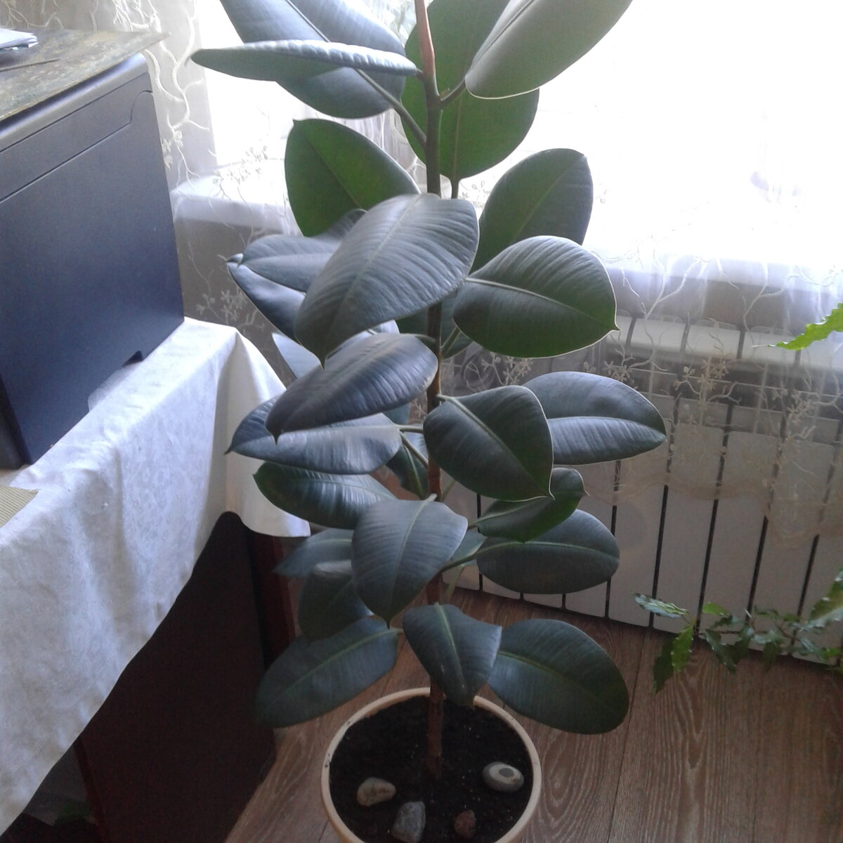 У меня он стоит у северного окна, куда солнечные лучи не попадают