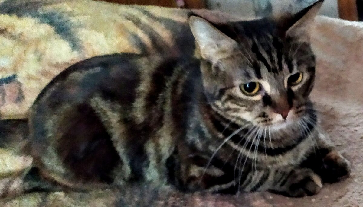 Фото из личного архива. Маркиза в творческих раздумьях. IMG_20201215_140829